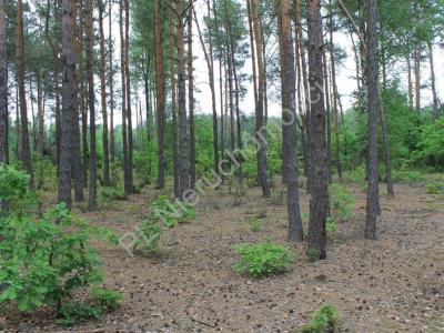 Działka na sprzedaż Kowalicha