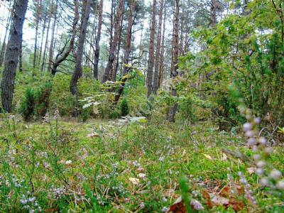 Działka na sprzedaż Radzymin